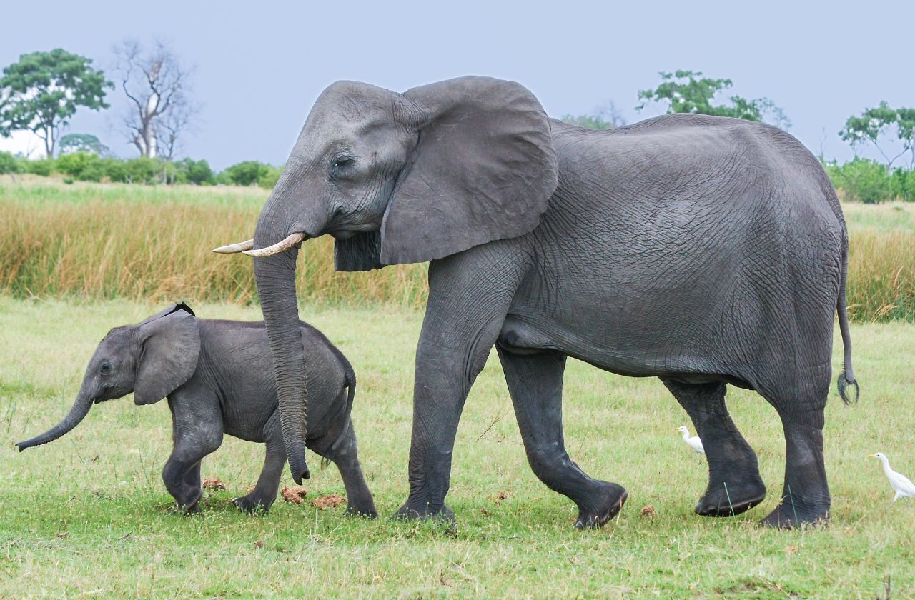 Walking With Elephants